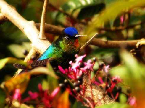 雀鸟也彪悍：别拿豆包不当干粮（蜂鸟）