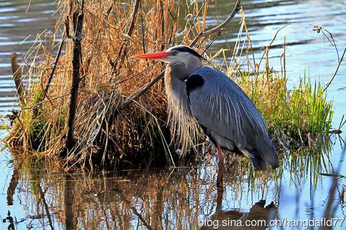 大蓝鹭(5) 大蓝鹭(5)