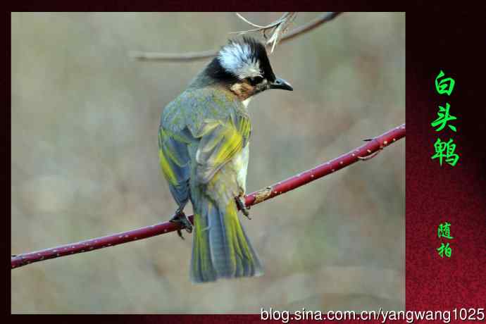 北京天坛公园的鸟类——白头鹎（随拍）