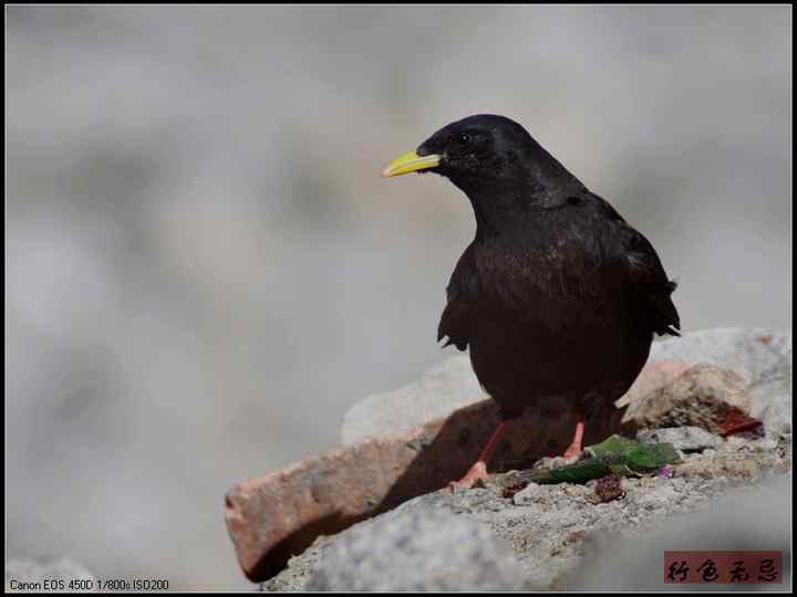 新疆鸟类大全——行色无忌的南疆鸟类摄影