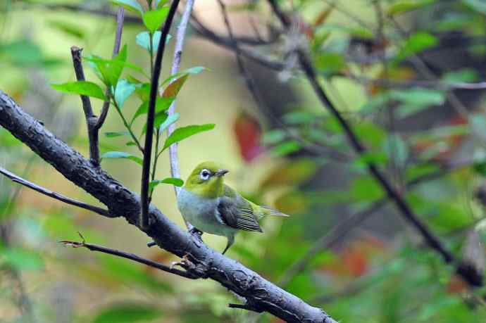 红胁绣眼鸟（8）