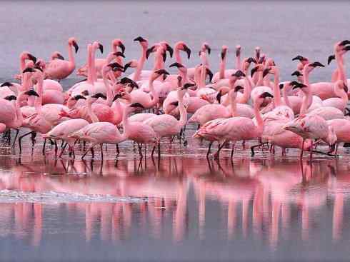 极品红色鸟类：火烈鸟