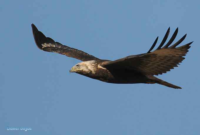 穿越大风车的草原大猛 穿越大风车的草原大猛