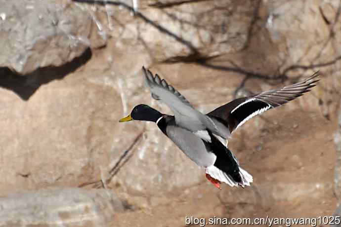 飞(绿头鸭)1 飞(绿头鸭)1