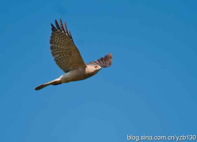 不小心拍到二级保护动物鈥斺敽侄ィㄗ橥迹8张图片）