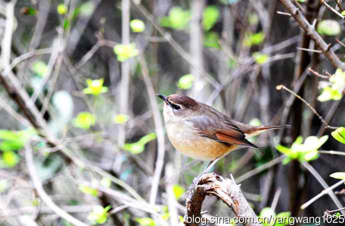 红喉姬鹟（14）