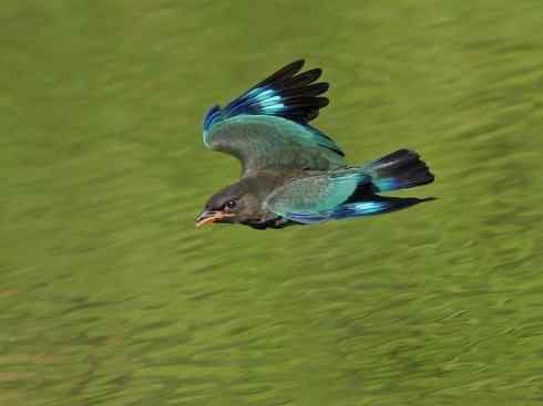 绝色攀禽：佛法僧目之三宝鸟