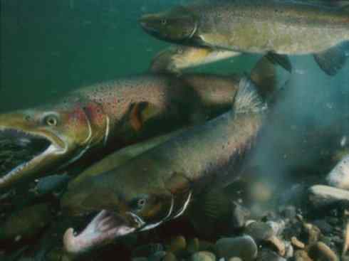 自然奇观：动物大迁徙(大马哈鱼)