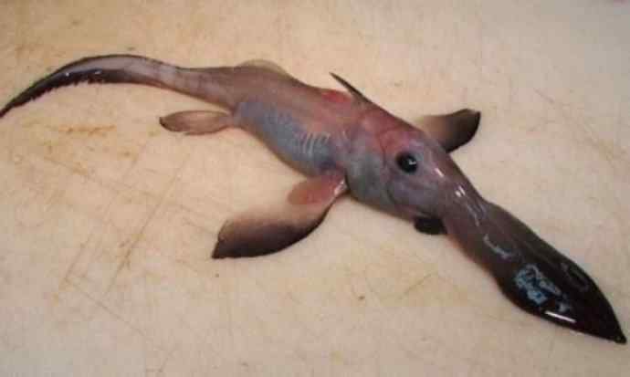 鱼类活化石：长吻银鲛