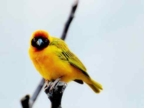 美丽无罪：雀鸟之寡妇鸟