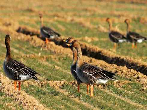 欣赏：美丽的雁