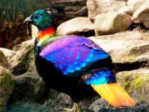 凤凰：传说中的鸟原型探秘（孔雀）