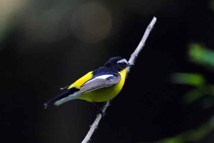 雄性白眉姬鹟(17) 雄性白眉姬鹟(17)