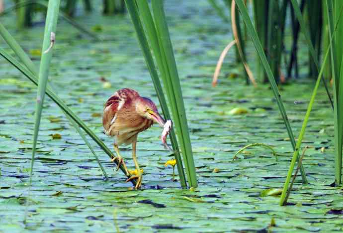 捕鱼的黄苇鳽（记实）2