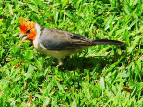 家禽驯化之源之三十二