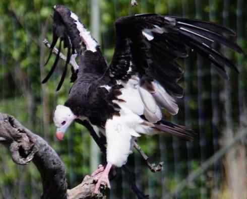 白头鸟系列：另类的美丽12