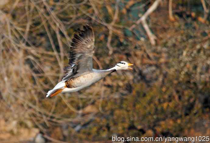 斑头雁（抓拍）11