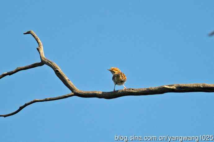杂片（雌性红喉歌鸲与小鹀）