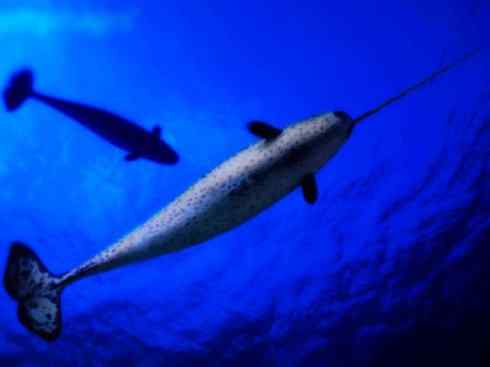 独角兽：传说的兽原型探秘（独角鲸）