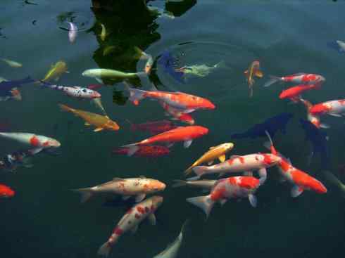 龙：传说的兽原型探秘（鲤鱼）