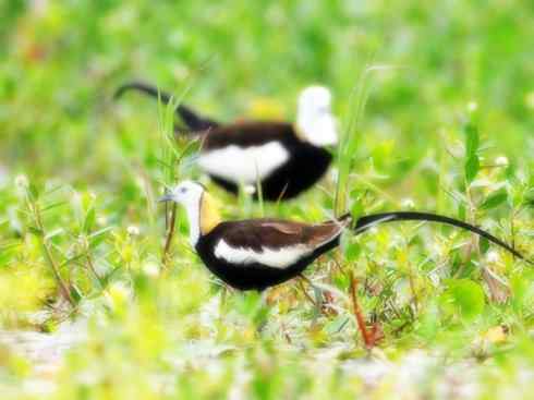 白头鸟系列：另类的美丽7（鸻鹬）