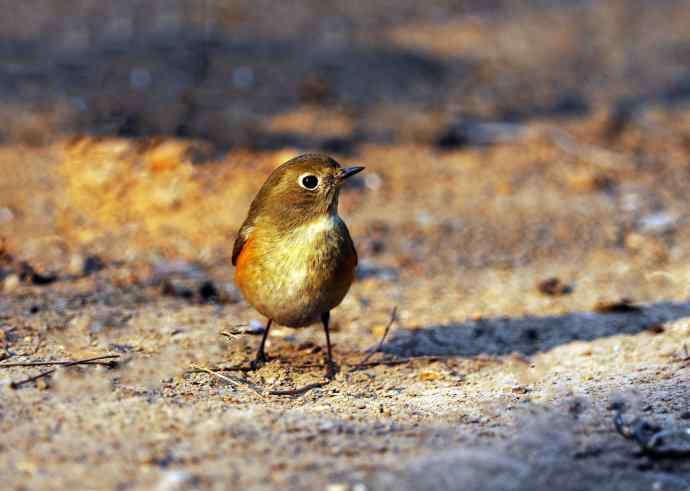 雌性红胁蓝尾鸲（20）