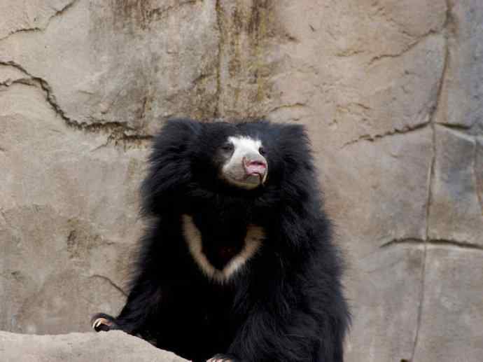 盘点十二大著名食蚁动物:懒熊 盘点十二大著名食蚁动物:懒熊