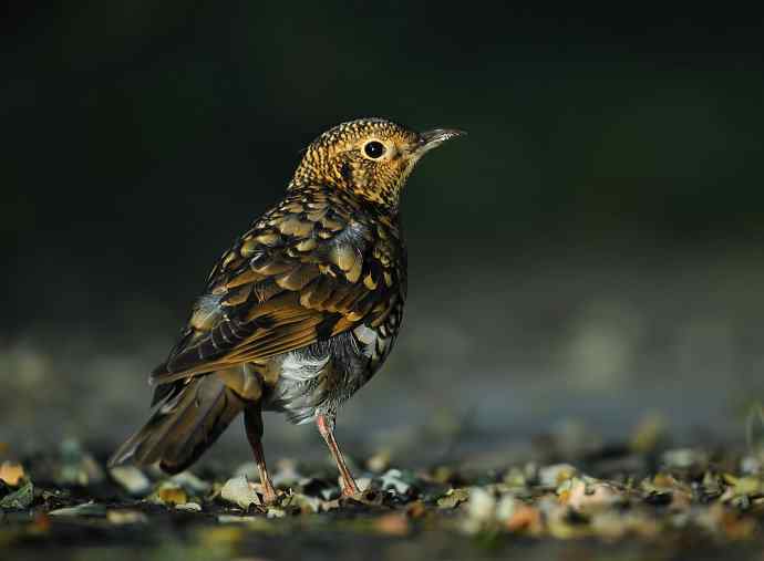 虎斑地鸫夜色中现身 wbr神坛威名依旧
