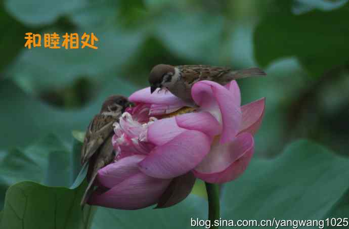 领地的和平与战争