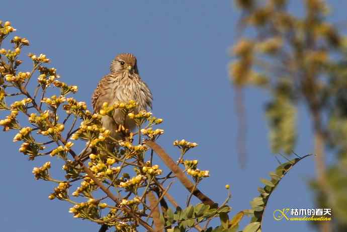 云南拍鸟的几张记录片 云南拍鸟的几张记录片