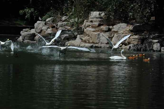 飞（白天鹅） wbr1