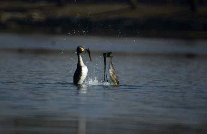 阳春三月闹爱情 阳春三月闹爱情