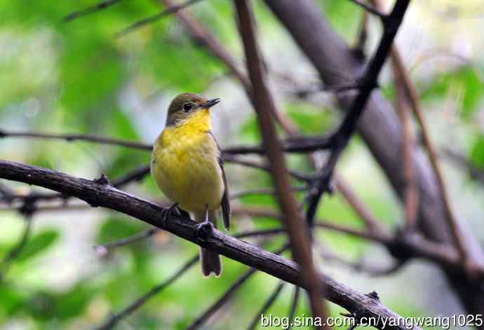 雌性绿背姬鶲（3）