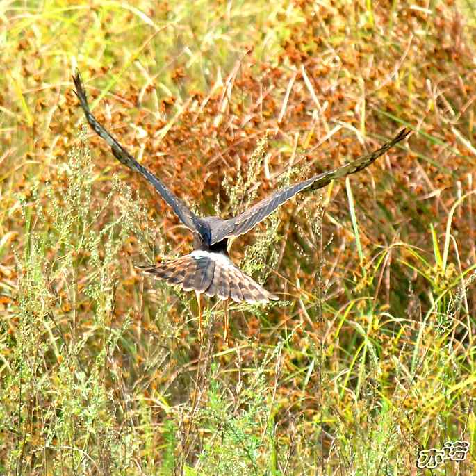北京密云&nbsp;wbr路&nbsp;wbr白尾鹞