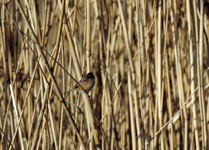 北京奥森公园的鸟类——棕扇尾莺（记录版）