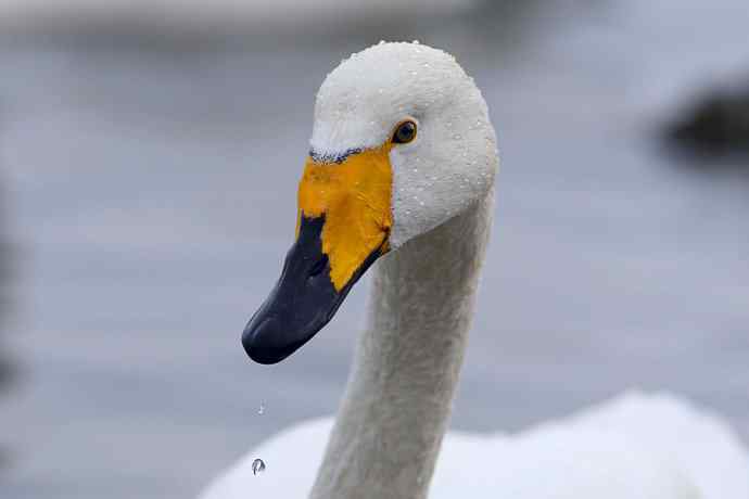 烟墩角&nbsp;wbr路&nbsp;wbr再次与大天鹅亲密相处