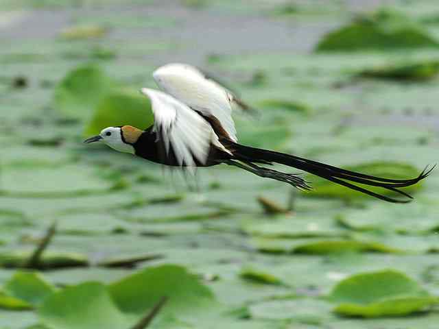 衡水湖印象(彩鹬及其它)