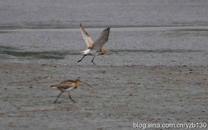 打到一只杓鹬，高兴ing鈥︹Γㄗ橥迹