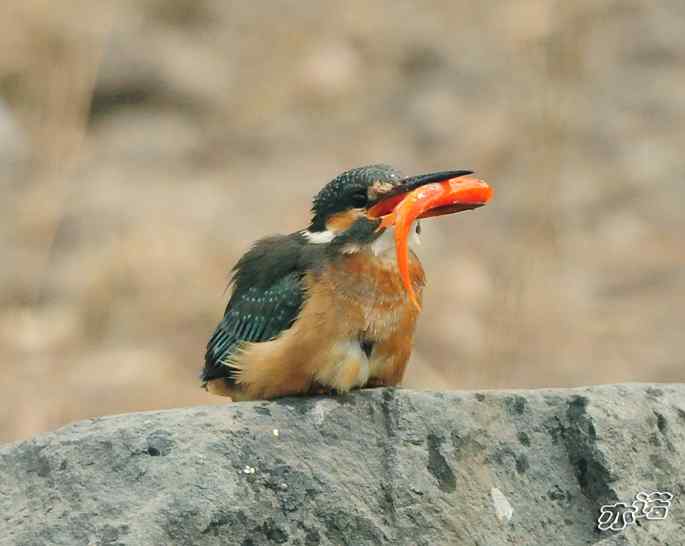 圆明园&nbsp;wbr路&nbsp;wbr小翠吃红鱼