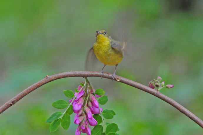 雌性绿背姬鶲(12) 雌性绿背姬鶲(12)