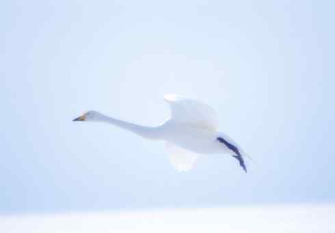 鸟类之最：高山兀鹫