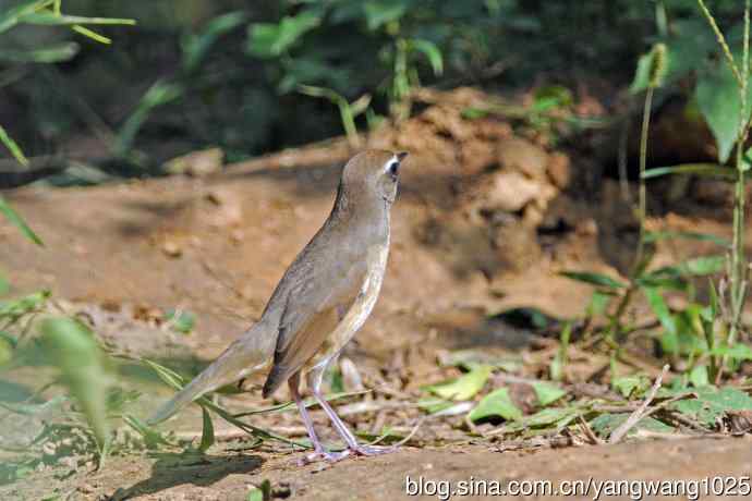 雄性红喉歌鸲（21）
