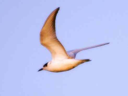 自然奇观：动物大迁徙(燕鸥类)