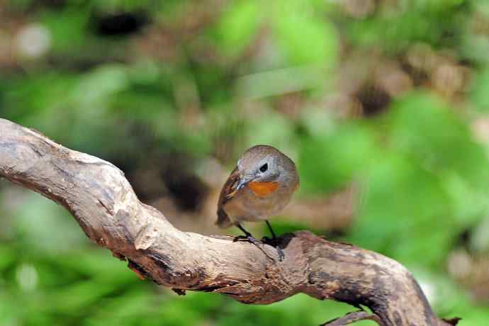 雄性红喉姬鹟(4) 雄性红喉姬鹟(4)