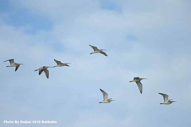 黄金海岸寻鹬 wbr赤土山桥赏鸟