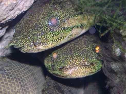 鱼类活化石:多鳍鱼 鱼类活化石:多鳍鱼