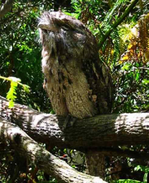 猎奇：奇特的鸟喙之十