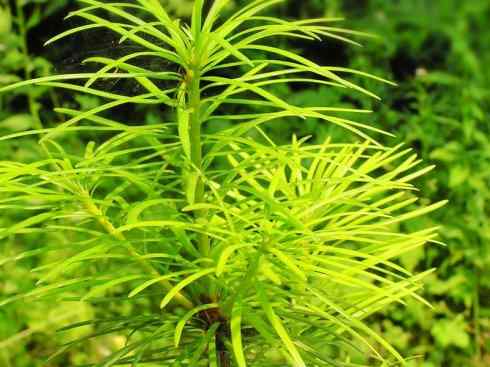 鱼类活化石：矛尾鱼