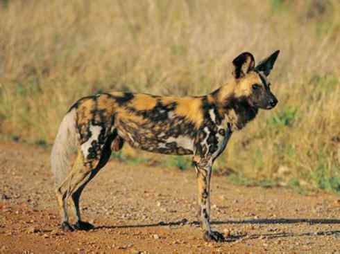 犬科：薮犬亚科非洲野犬属之非洲野犬