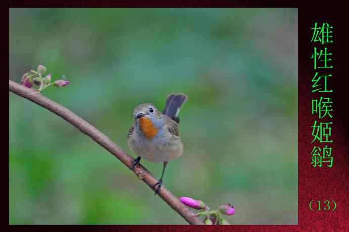 雄性红喉姬鹟（13）